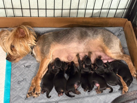 Yorkshire Terrier Puppies
