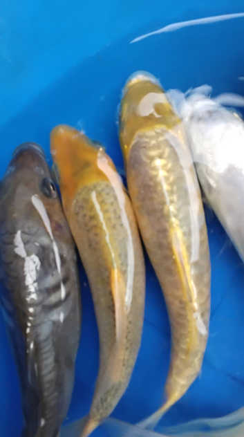 Young koi 20 to 30 cm