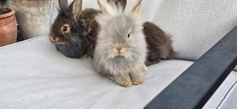 9 week lionhead babies