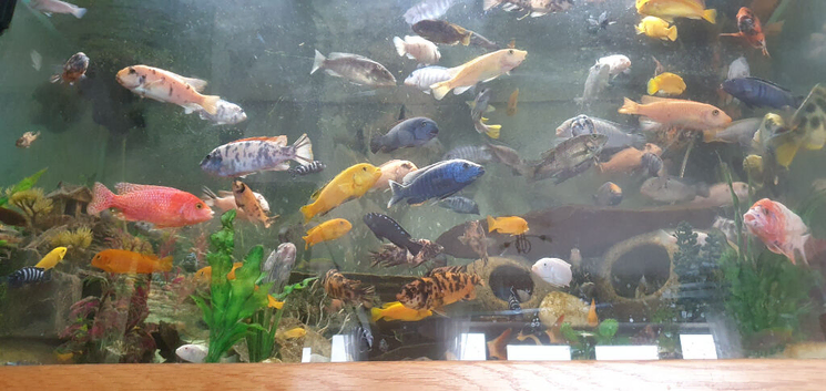 Lake Malawi Cichlids. Juveniles.
