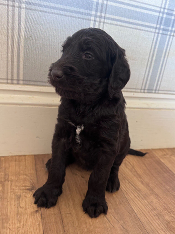 Stunning F1 Labradoodle Litter from Health Tested Parents.