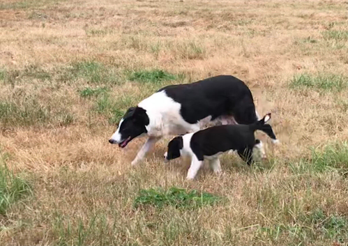 OUTSTANDING PICK OF LITTER MALE COLLIE PUP FROM ISDS WORKING PARENTS AND CHAMPION BLOODLINES.