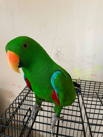 Male Eclectus Glasgow