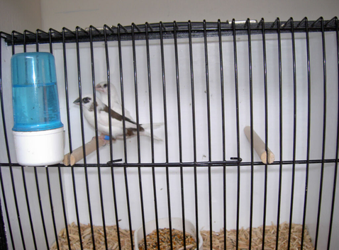 Two pair proven pair bengalise finches