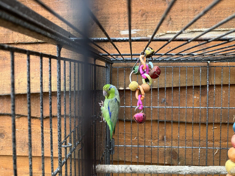 Parrotlet for sale