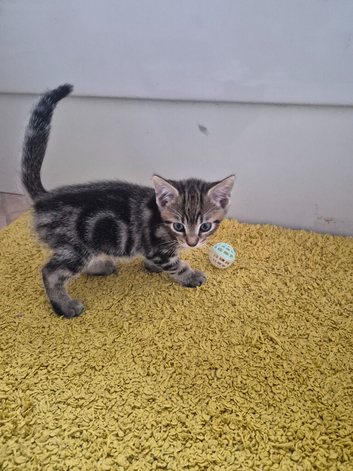 Kitten 10 weeeks old