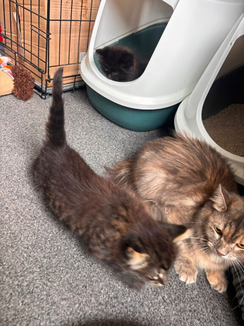 Half ragdoll kittens