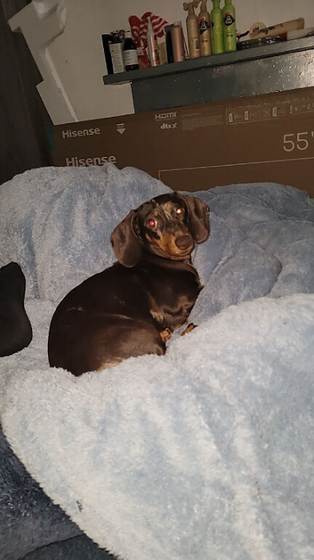 14 month old dachshund female (unneutered)