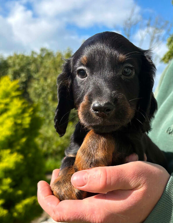 Beautiful Cocker Spaniel Pups