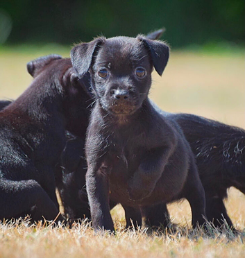 Patterdale terrier puppies