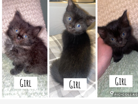 Female Kittens for sale