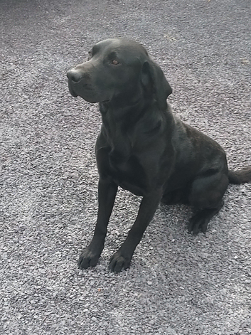 STRIKING HANDSOME LABRADOR FOR STUD