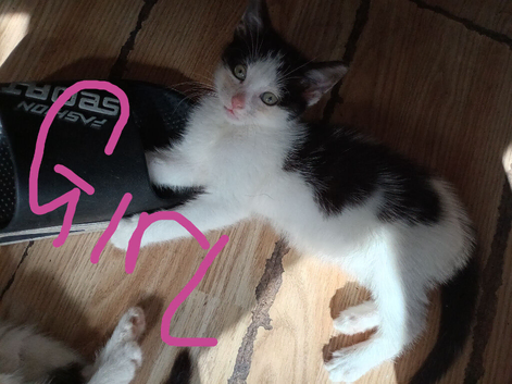 3 beautiful babies looking for their forever homes