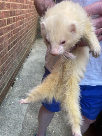 ferret hobs