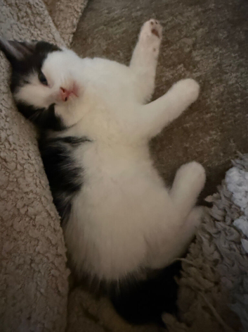 Kitten
