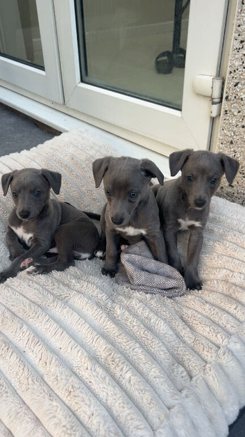 Stunning kc Whippet puppies