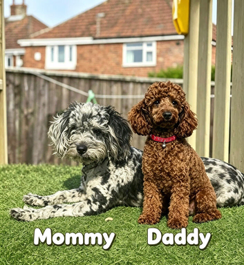 toy F1B cockapoos
