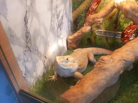 Bearded Dragon And Full Set Up