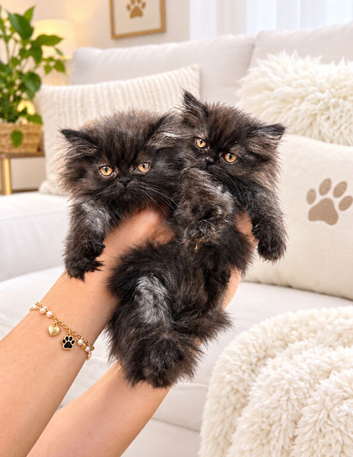 Persian kittens