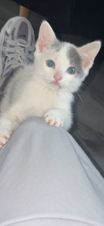 6 weeks old kittens
