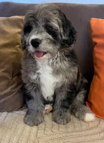 SaintBerdoodle, Rare Chocolate Merle, READY NOW!!