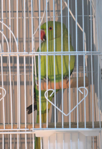 Male Ringneck for sale