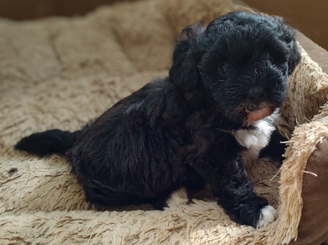 Stunning male pup  poodle cross (Lhasapoo)