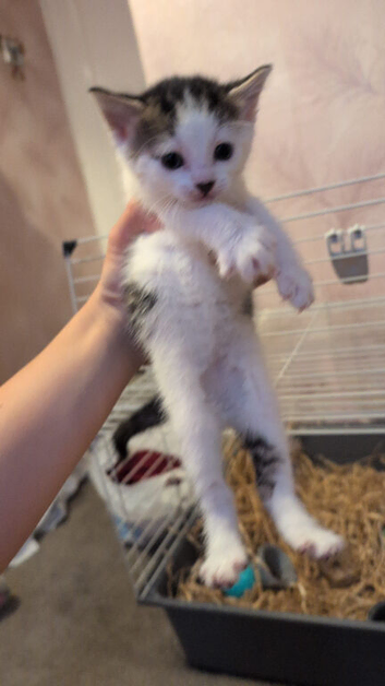 Kittens for sale