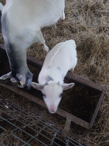 Pigume goats