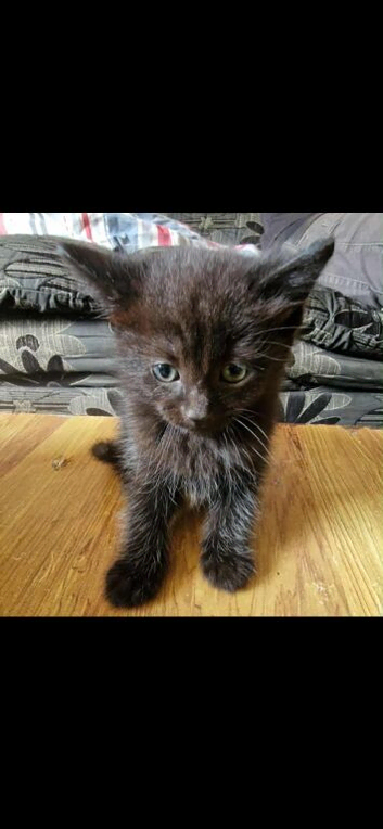 2 kittens