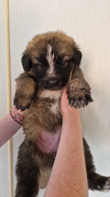 Puppies for sale German shepherd cross St Bernard.  St shepherd ready for new home