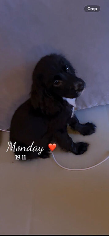 Male cocker spaniel