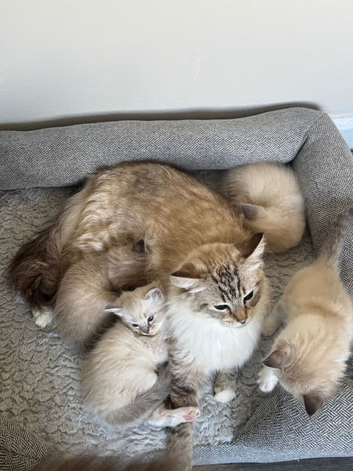 Gorgeous (lynx) ragdoll kittens ..