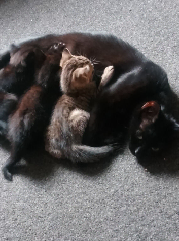 2 beautiful boys 6 weeks old
