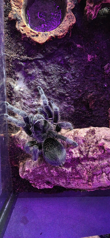 Adult Female Brazilian Black Tarantula