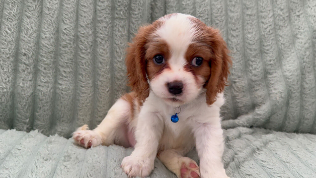 Beautiful RKCR Cavalier King Charles Spaniel Puppies