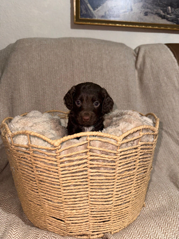 Working cocker spaniels