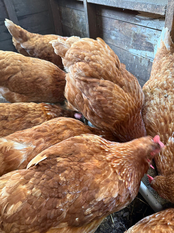 Laying hens healthy and vaccinated