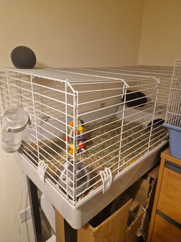 2x Guinea pigs