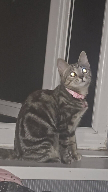 2 cats free ( phoenix and clover)