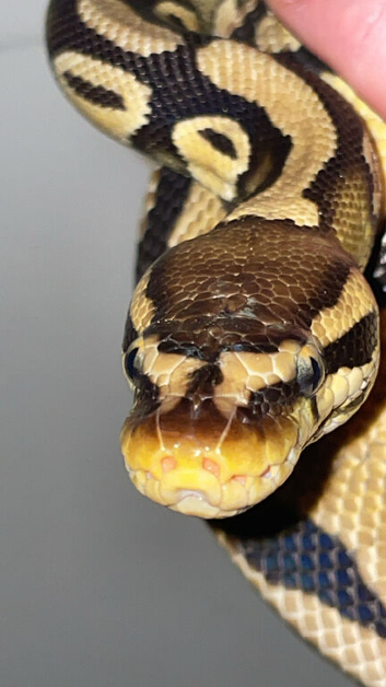 Male and female ball pythons!