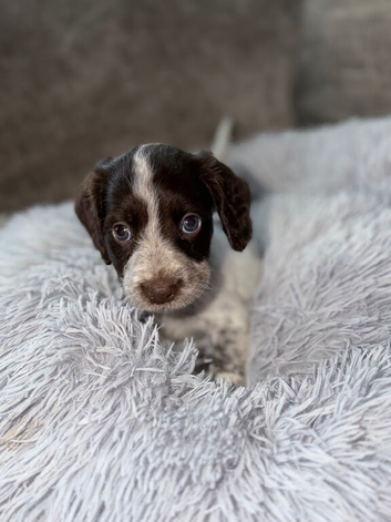Adorable Cocker spaniel puppies
