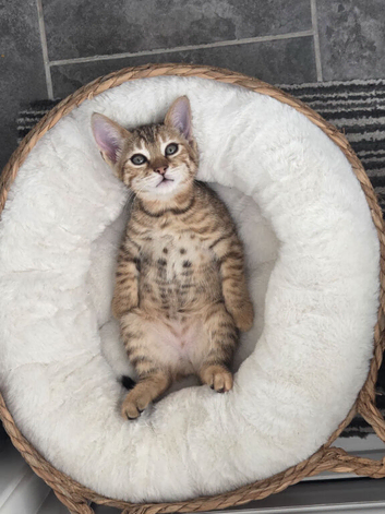 Beautiful Kitten for rehoming PLUS everything you need