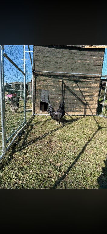 12 Ayam cemani hatching eggs