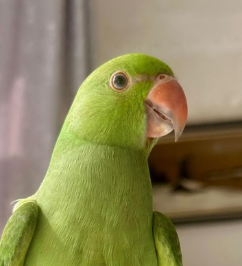 One beautiful 12 weeks hand-reared raised parrots