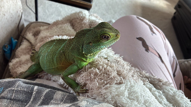Female water dragon