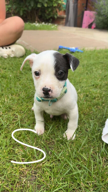 Jack x French bulldog