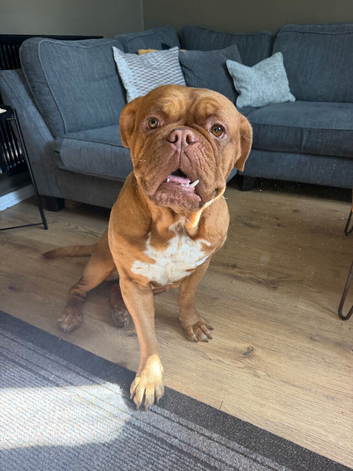 Dogue de Bordeux Girl