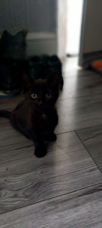 KITTENS FOR SALE