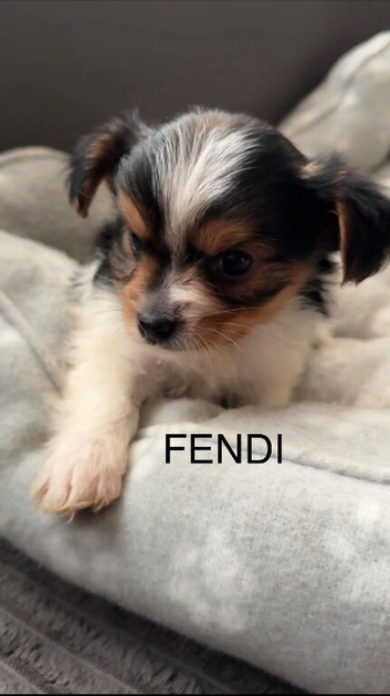 Beautiful Yorkie Biewer terrier for sale